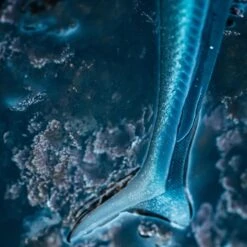 COMBO Leurres Souples Shad Lançon EELO 110 8gr AYU/BLEU 14 COMBO Leurres Souples Shad Lançon EELO 110 8gr AYU/BLEU -Pêche Boutique combo leurres souples shad lancon eelo 110 8gr ayubleu 2